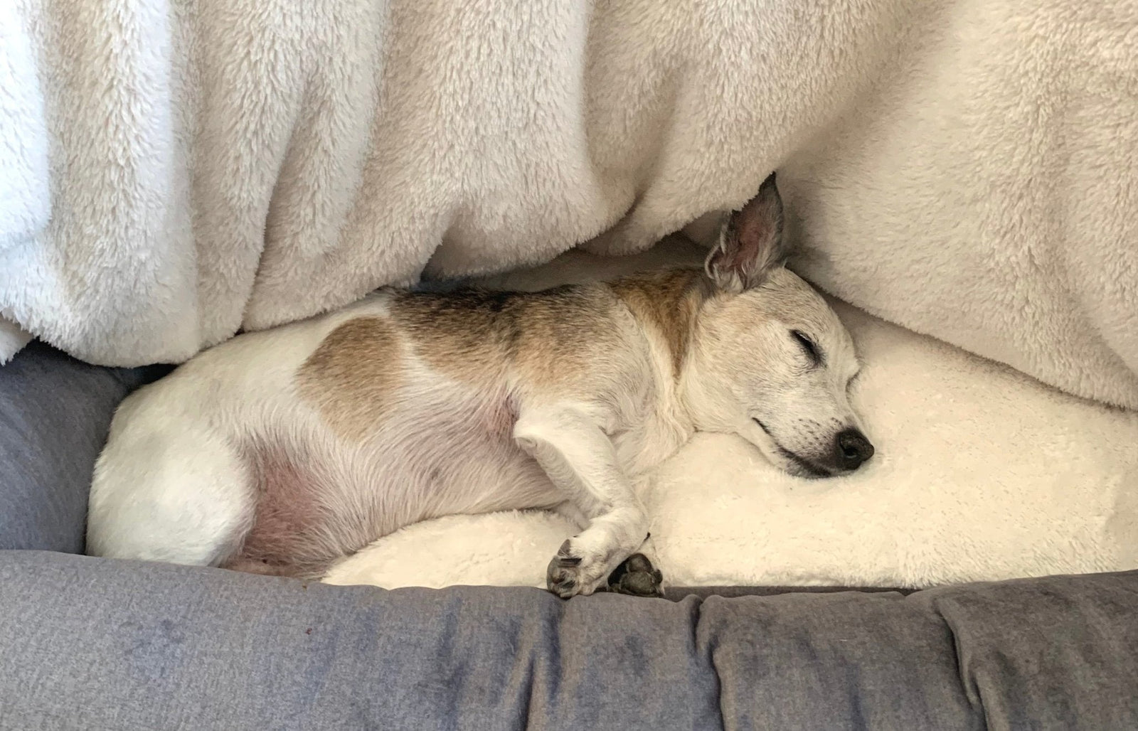 KONA CAVE® - cozy cave dog bed with senior Jack Russell Terrier snuggled asleep