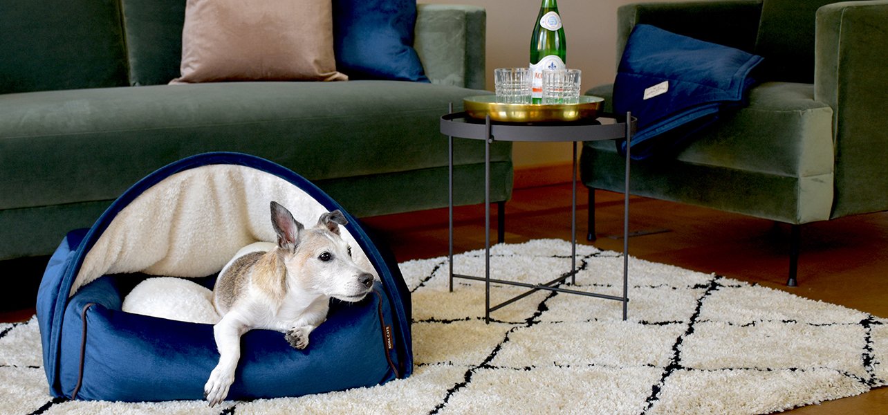 KONA CAVE® luxury cozy cave bed in blue velvet with matching pet blanket and pillows in living room with green velvet sofa. Senior Jack Russell Terrier. 