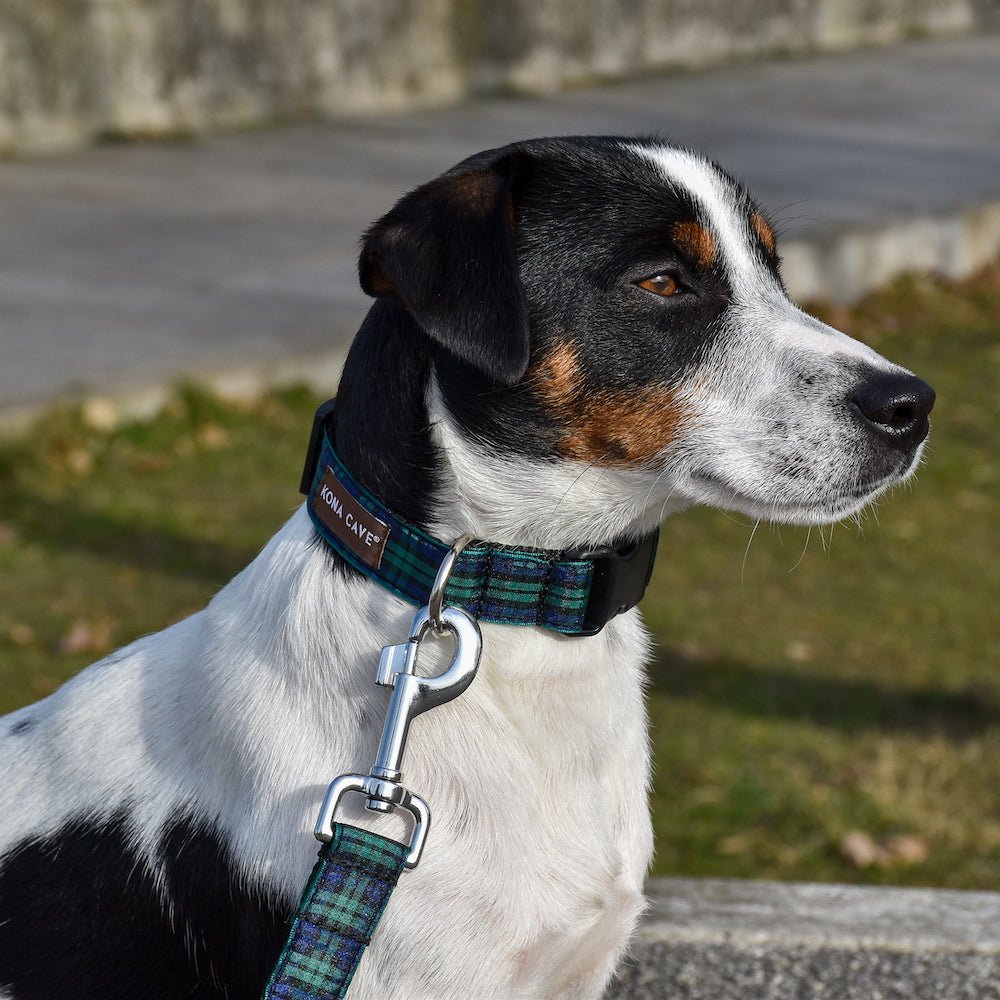 KONA CAVE® Blackwatch Tartan Collar and Leash with Sliding Hook on gorgeous tri-color Jack Russell Dog.  Adjustable nylon dog leash with authentic Blackwatch tartan ribbon. 